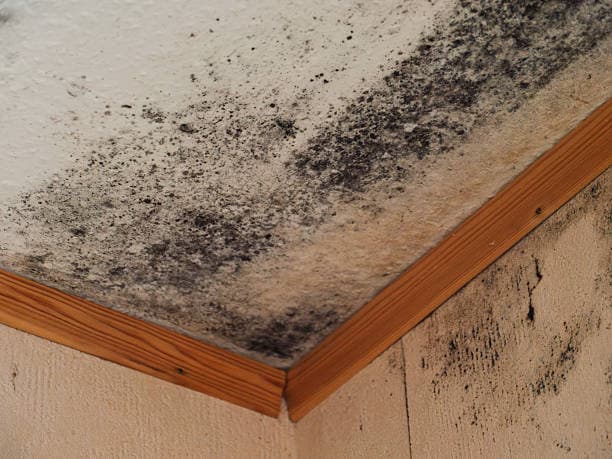 Water Damage Repair and Remediation